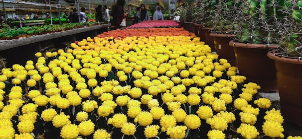 A vibrant indoor garden with rows of colorful cacti. The scene features an array of cacti arranged in gradient hues, starting with bright yellow in the foreground and transitioning through shades of orange and red in the back. Large brown pots filled with various succulents and cacti border the walkway. Shoppers can be seen browsing in the background.