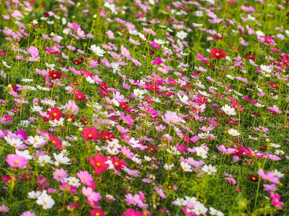 pink and white flower field during daytime