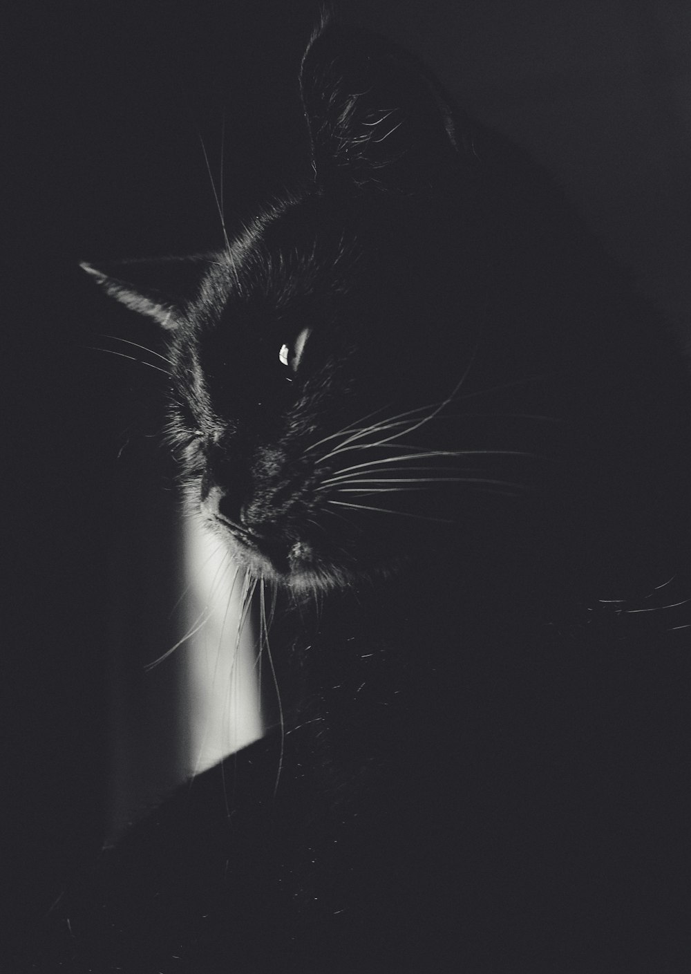 black and white cat in dark room