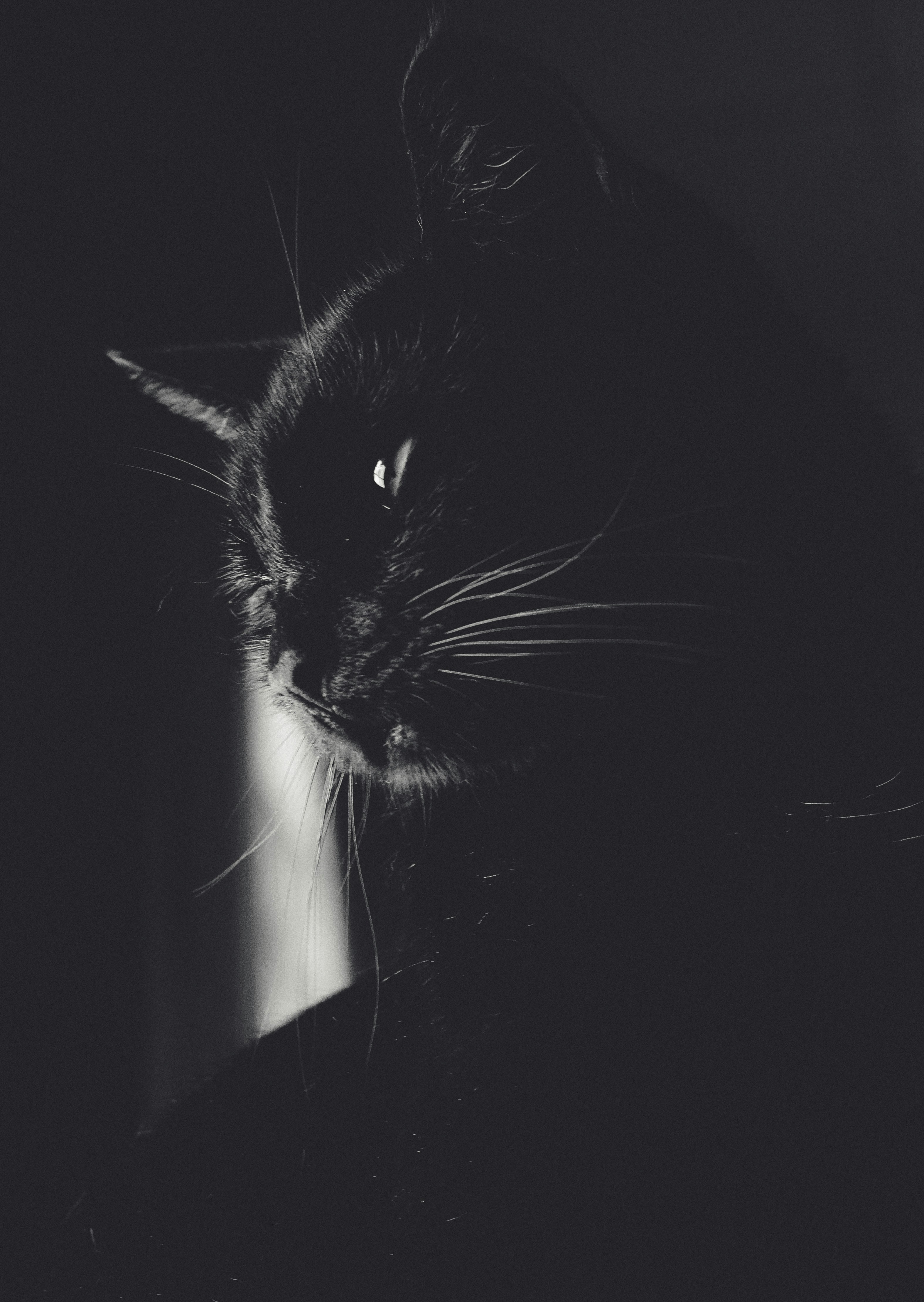 black and white cat in dark room