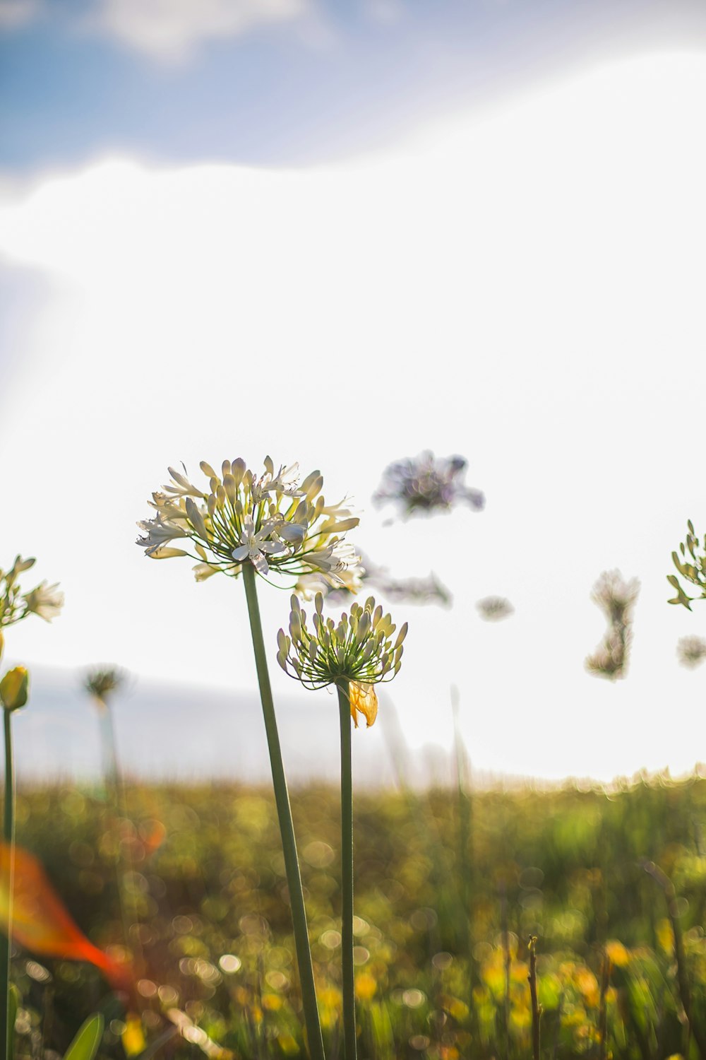 white and purple flower in tilt shift lens