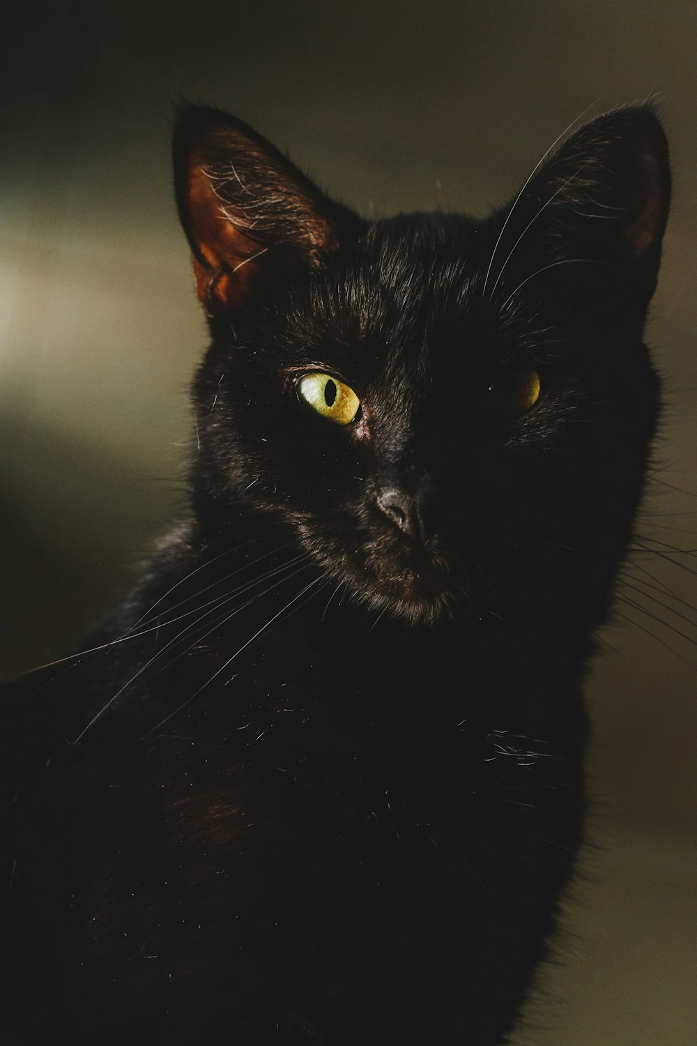 black cat with green eyes