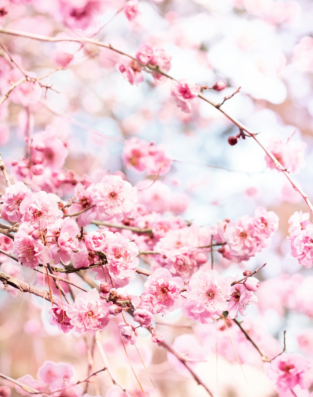 pink cherry blossom in close up photography