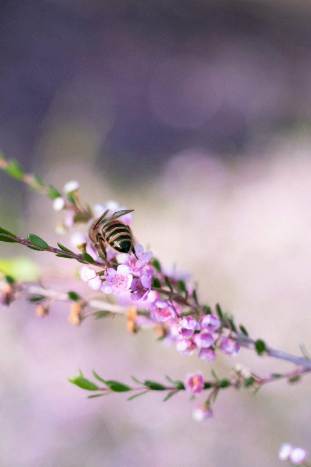 yellow and black bee on purple flower