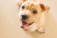 A cheerful card featuring a smiling puppy and a sunny background.