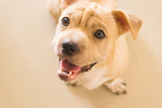 A cheerful card featuring a smiling puppy and a sunny background.