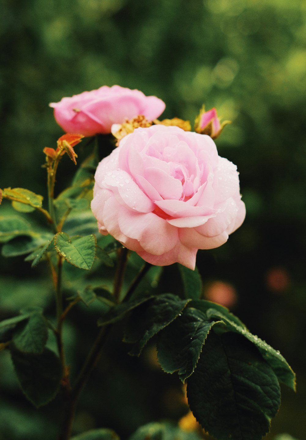 pink rose in bloom during daytime