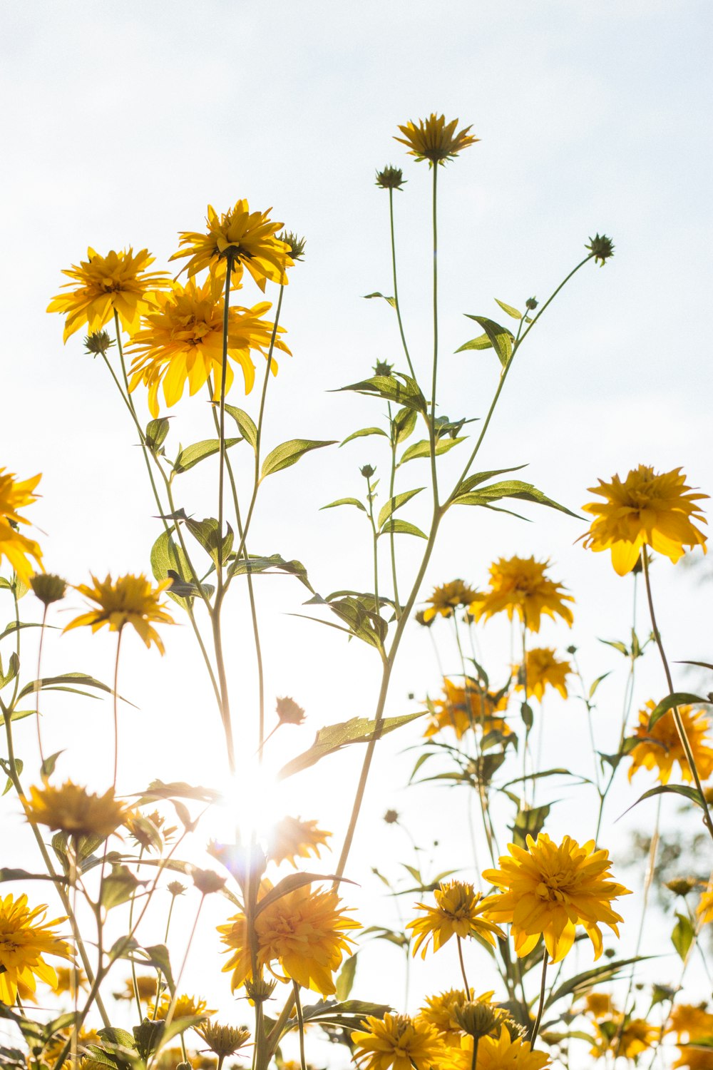 yellow sunflower field under white sky during daytime