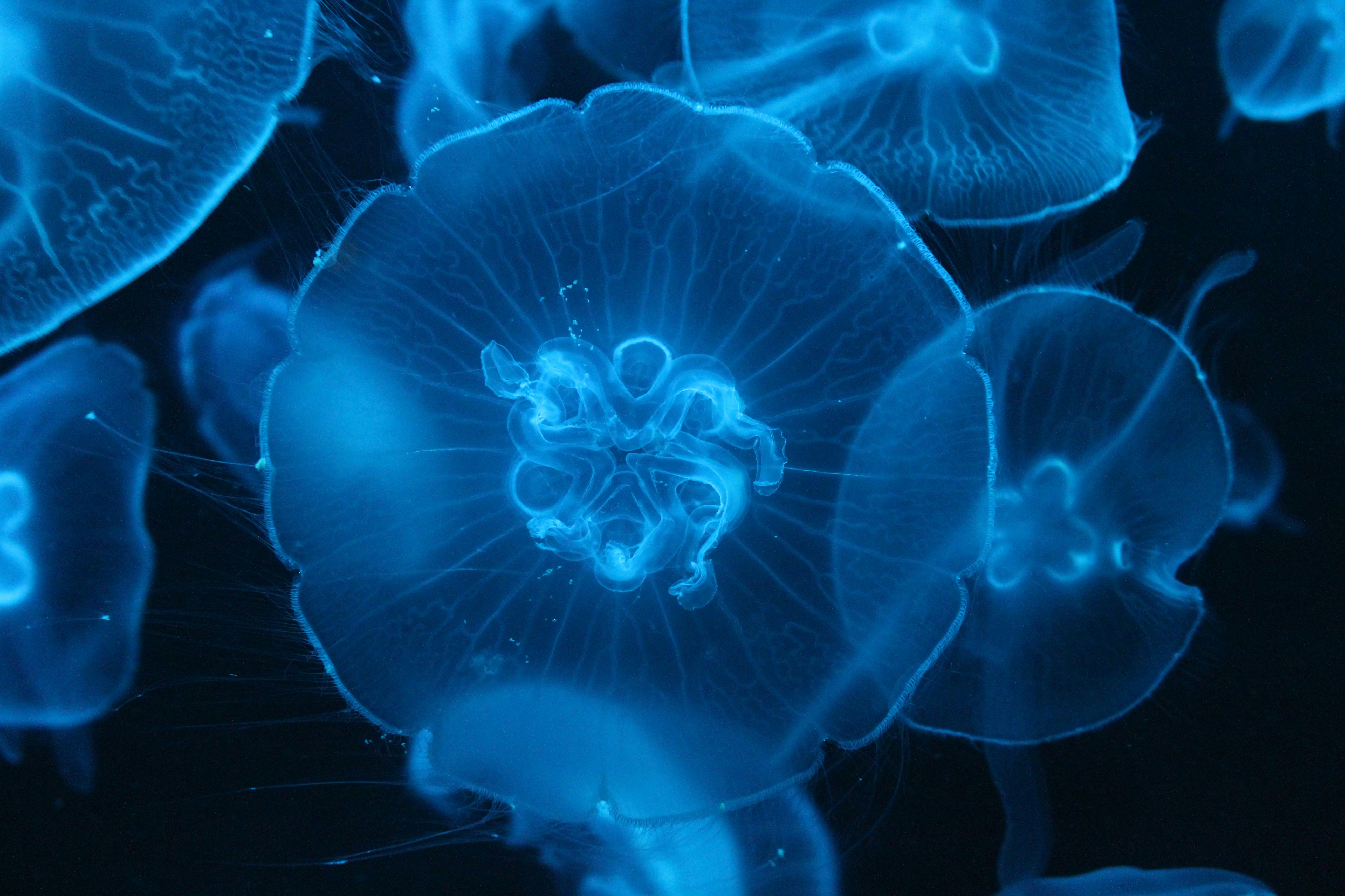 夜間の水中の赤いクラゲの写真 Unsplashで見つける青いの無料写真