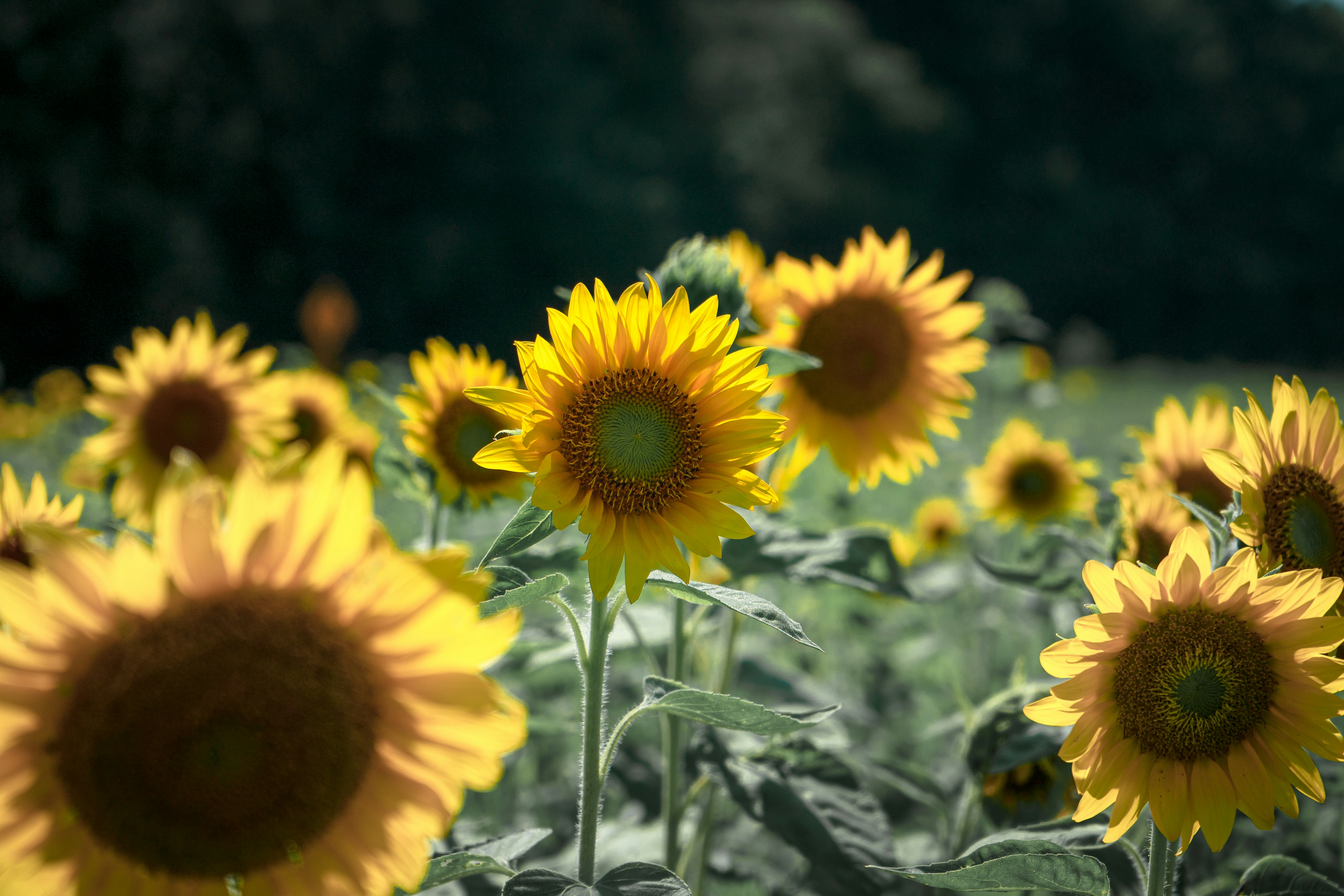 Photo by chrishardyphotography