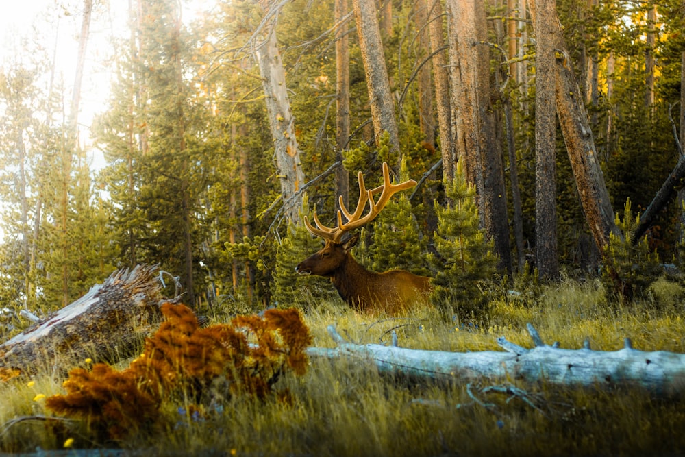 brown deer lying on green grass field during daytime