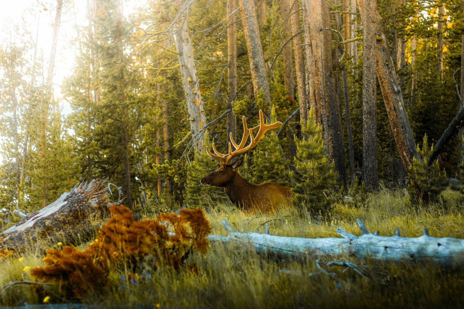 Canon EOS 200D (EOS Rebel SL2 / EOS Kiss X9) + Canon EF 50mm F1.8 STM sample photo. Brown deer lying on photography