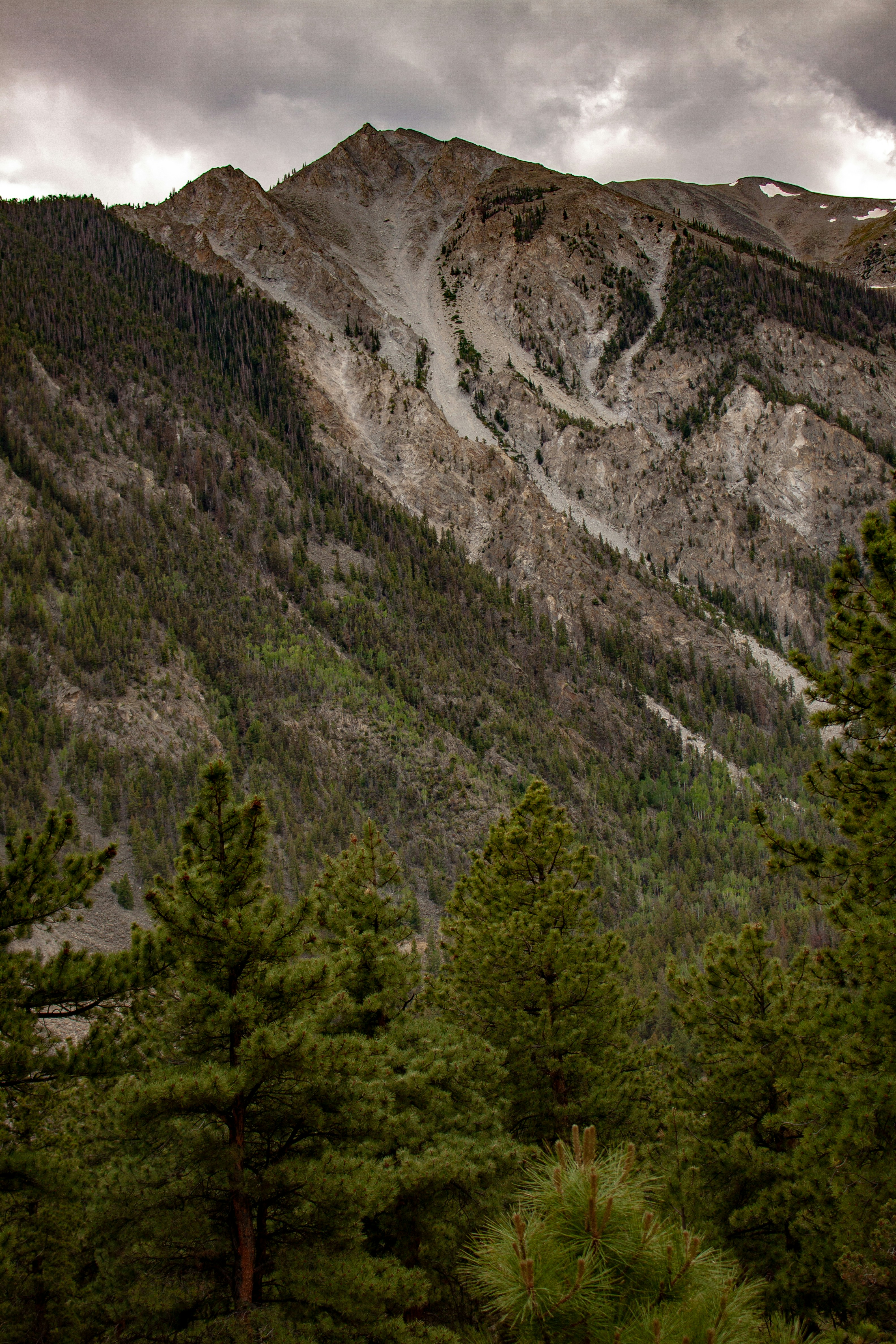 Arbres verts sur la montagne grise