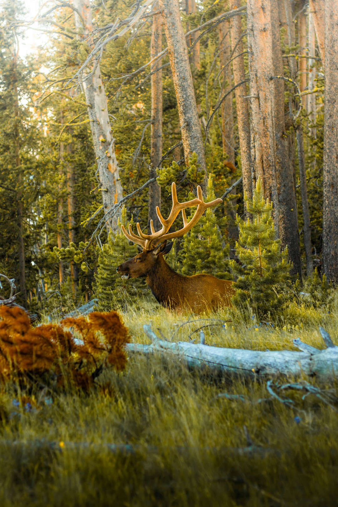 brown deer on green grass field during daytime