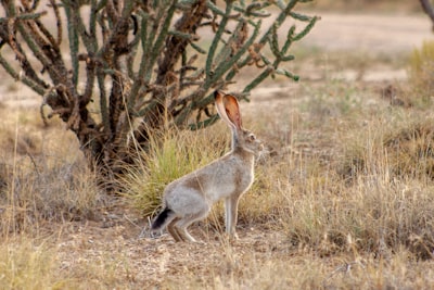 brown rabbit on green grass field during daytime new mexico teams background