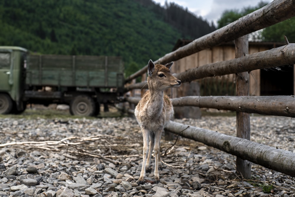 brown deer standing on brown wooden log during daytime