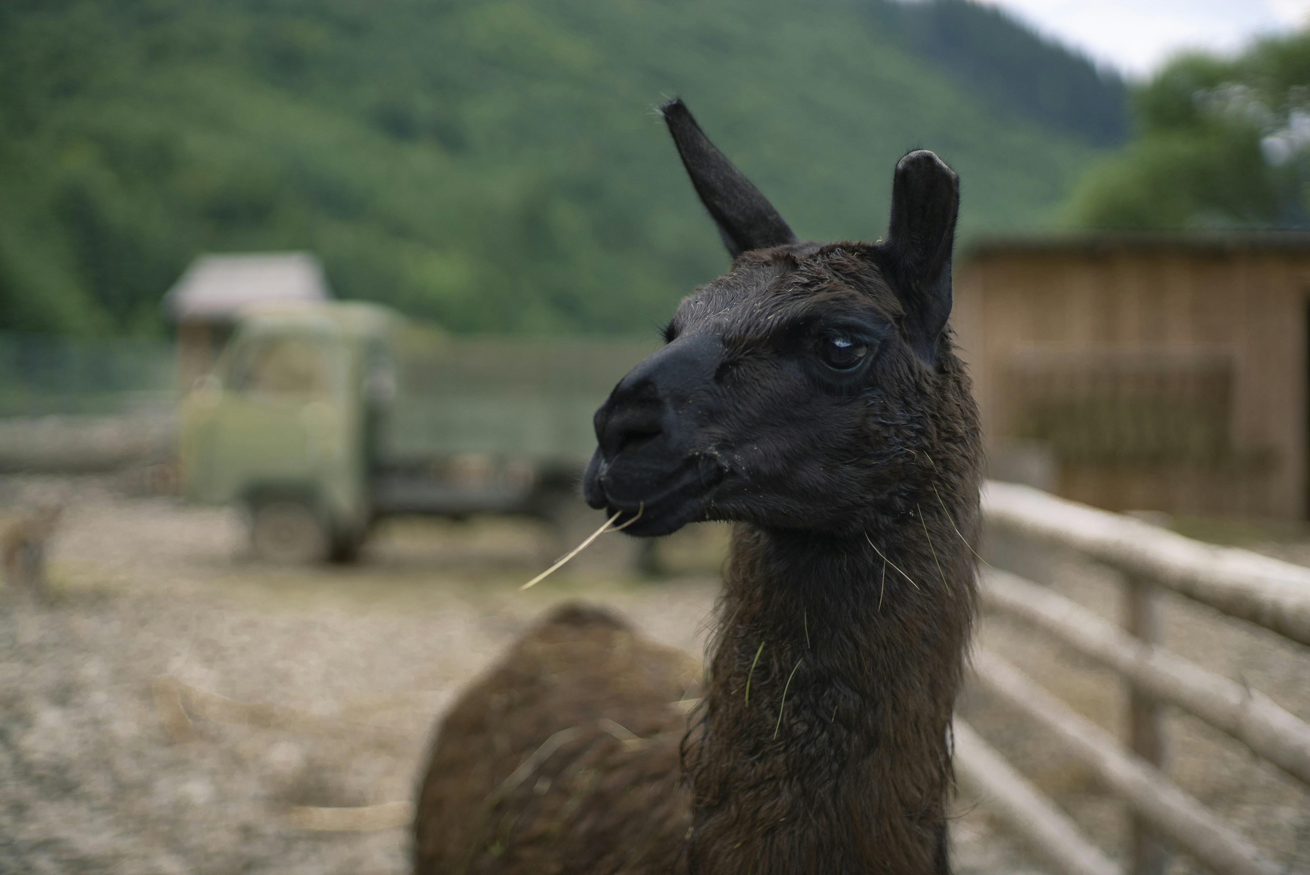 brown llama on brown field during daytime