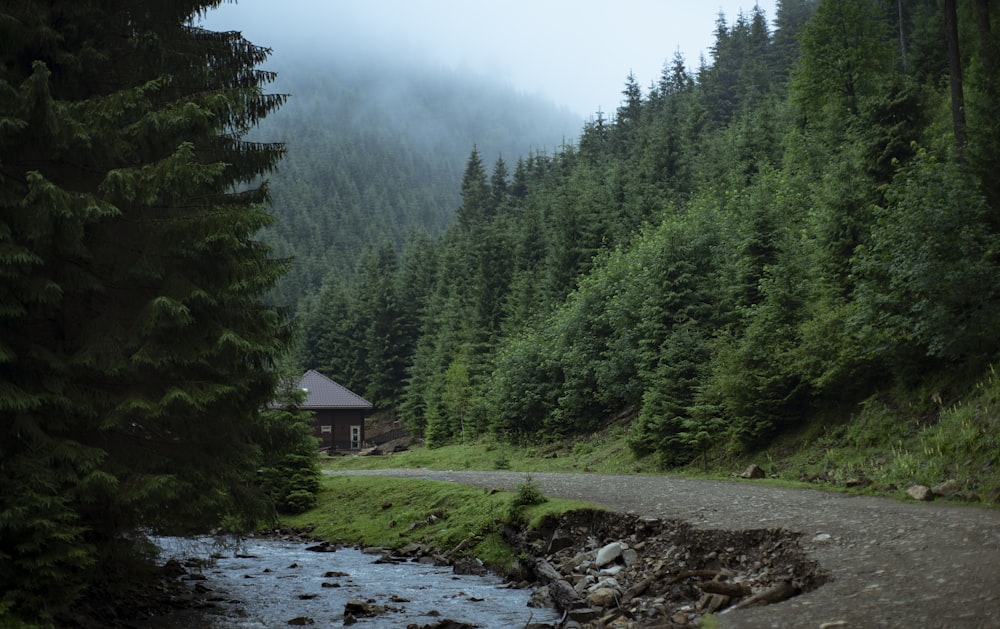 green pine trees beside river during daytime