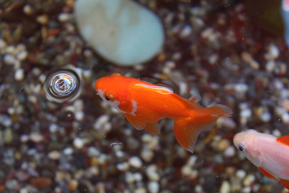 orange fish in water with white and black pebbles