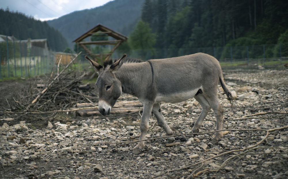 brown horse on brown soil