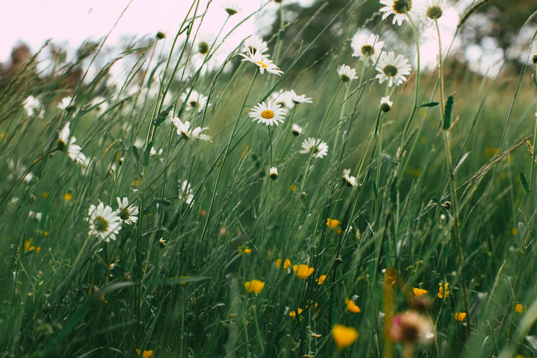 white and yellow flowers on green grass field