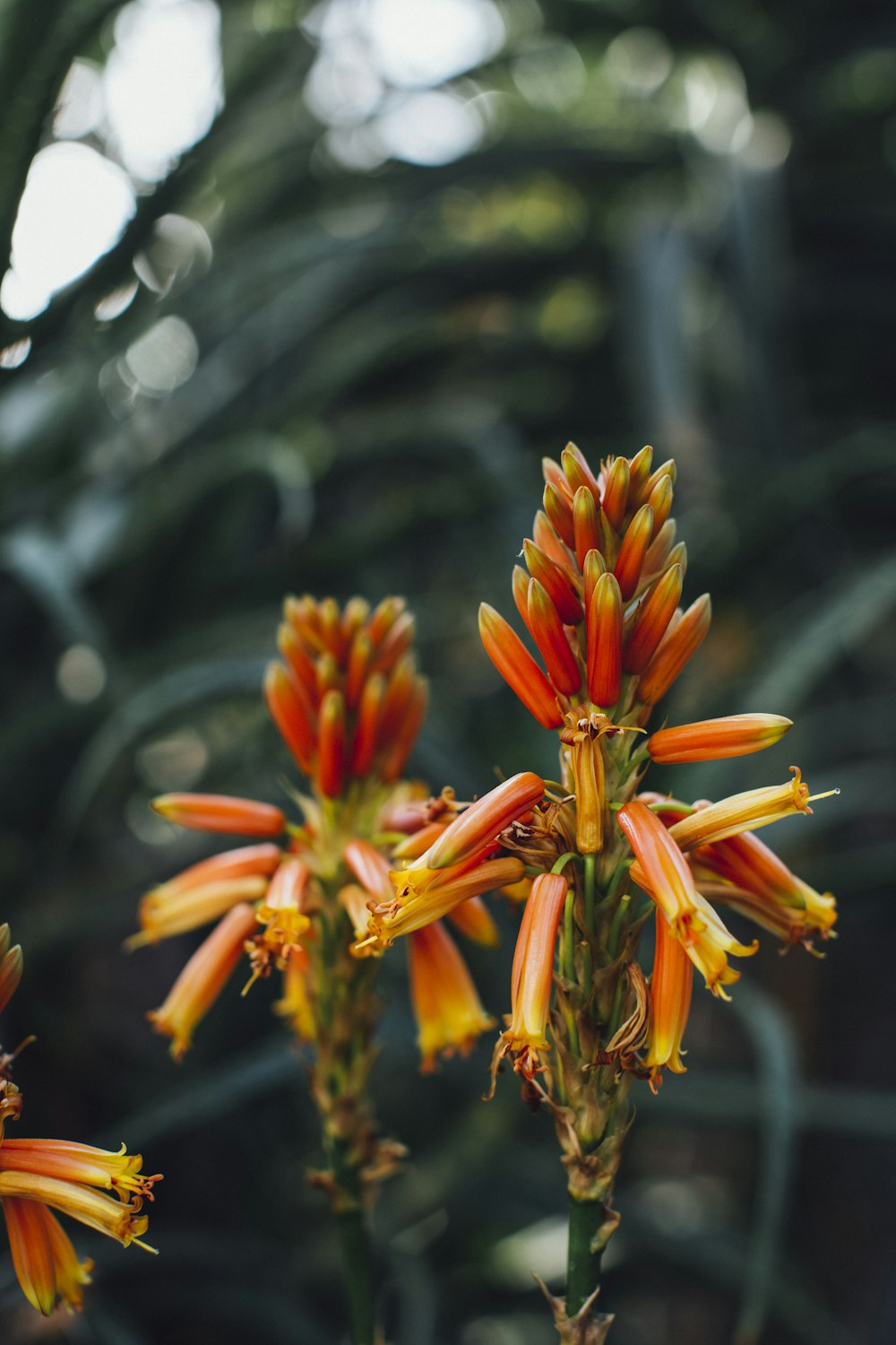 yellow and red flower in tilt shift lens