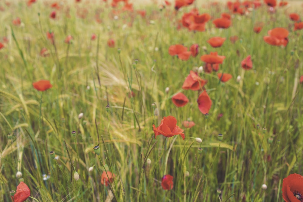 red flower field during daytime