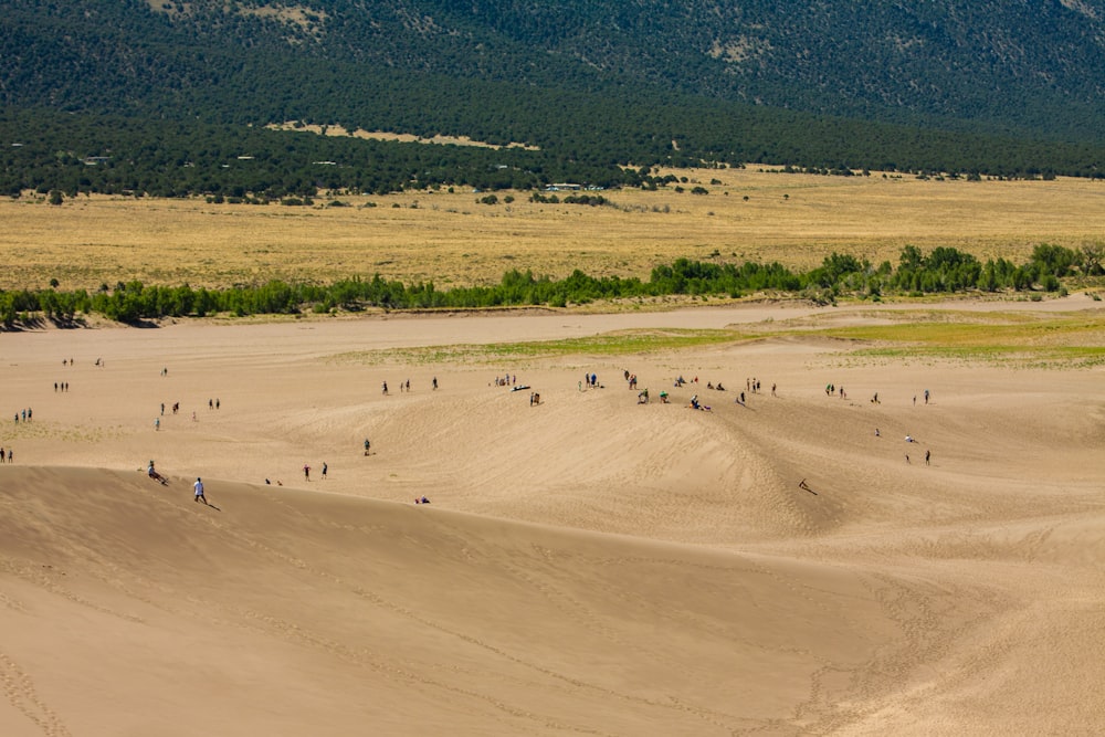 Campo de hierba verde durante el día