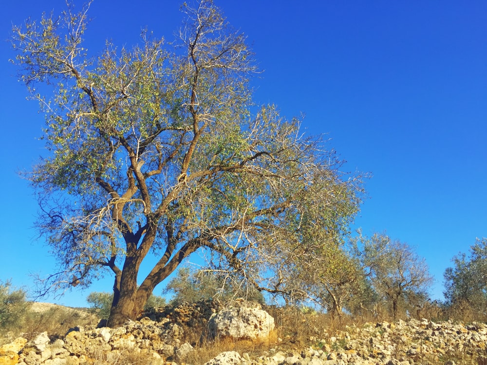 Arbres bruns et verts sous le ciel bleu pendant la journée