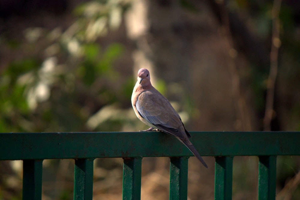 brown bird on green metal fence