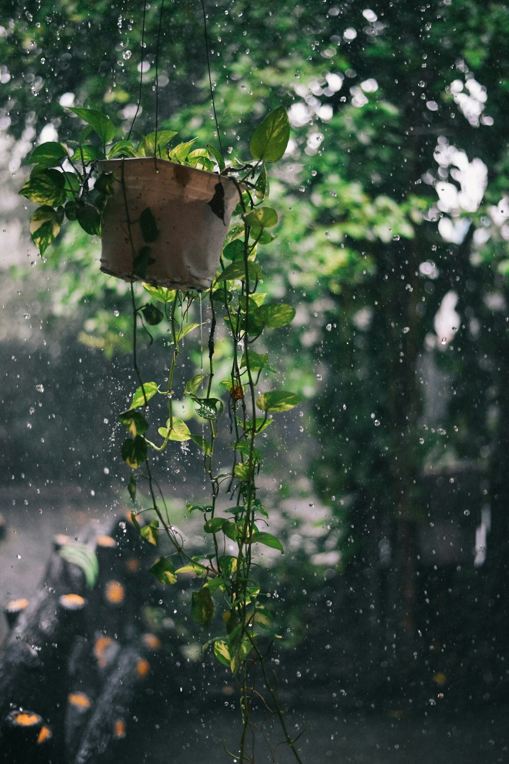 a bag hanging from a tree in the rain