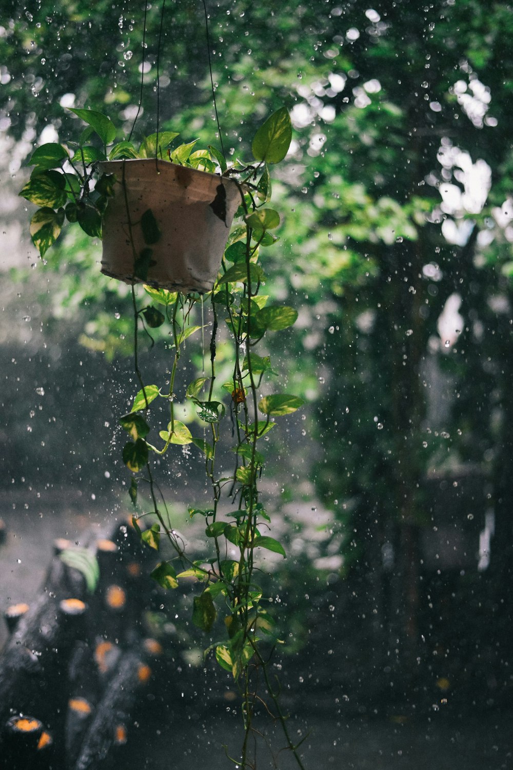 雨の中で木からぶら下がっているバッグ