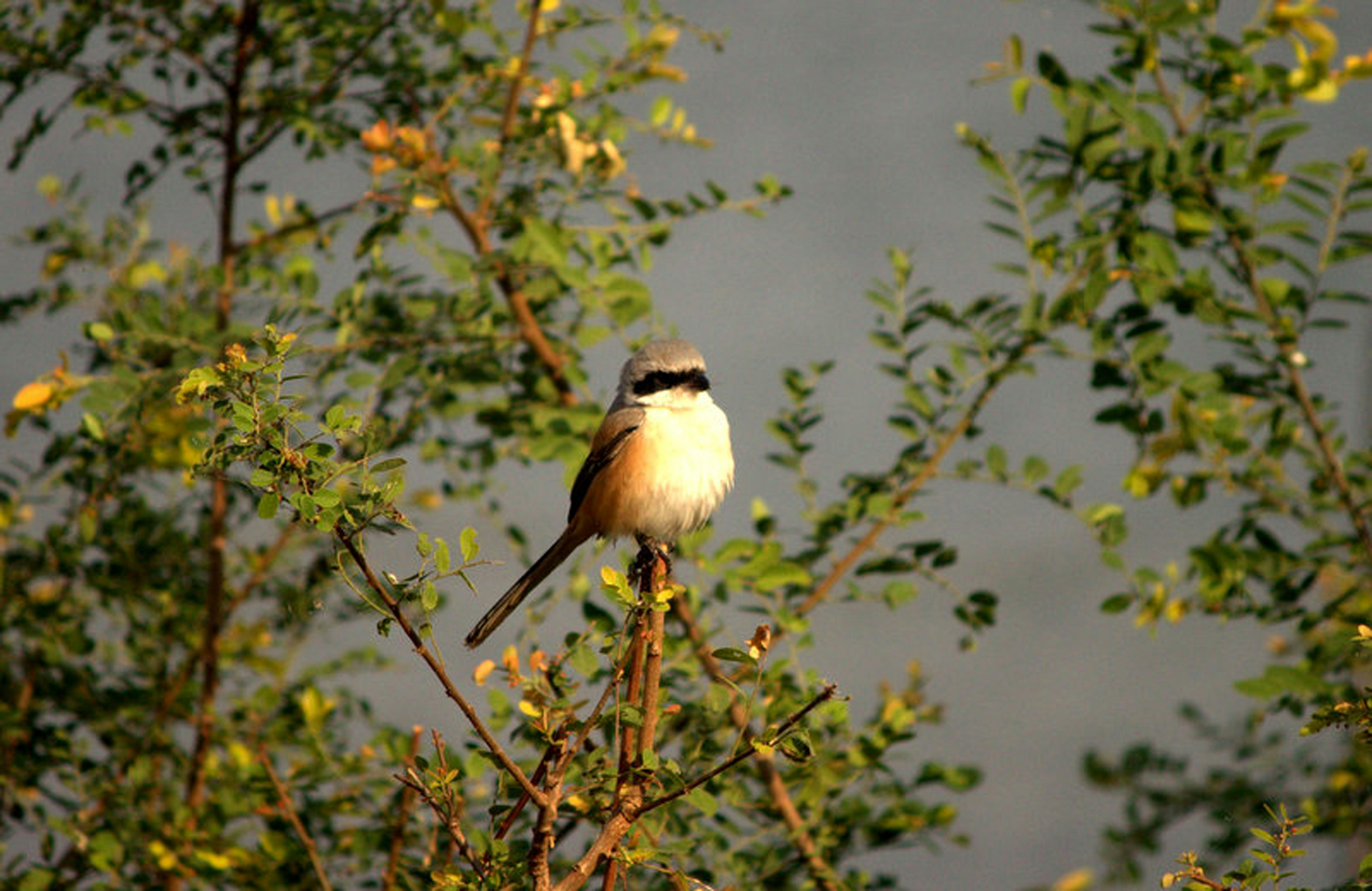 Photo by nbalasubramanian_89