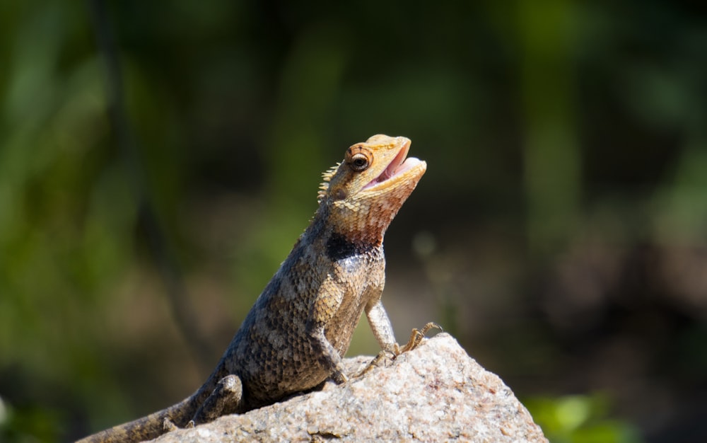 brown and black lizard on brown rock