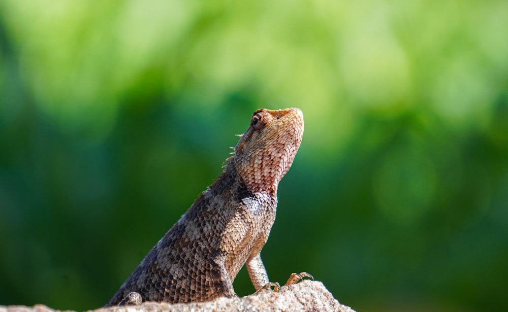 brown and black lizard on brown rock