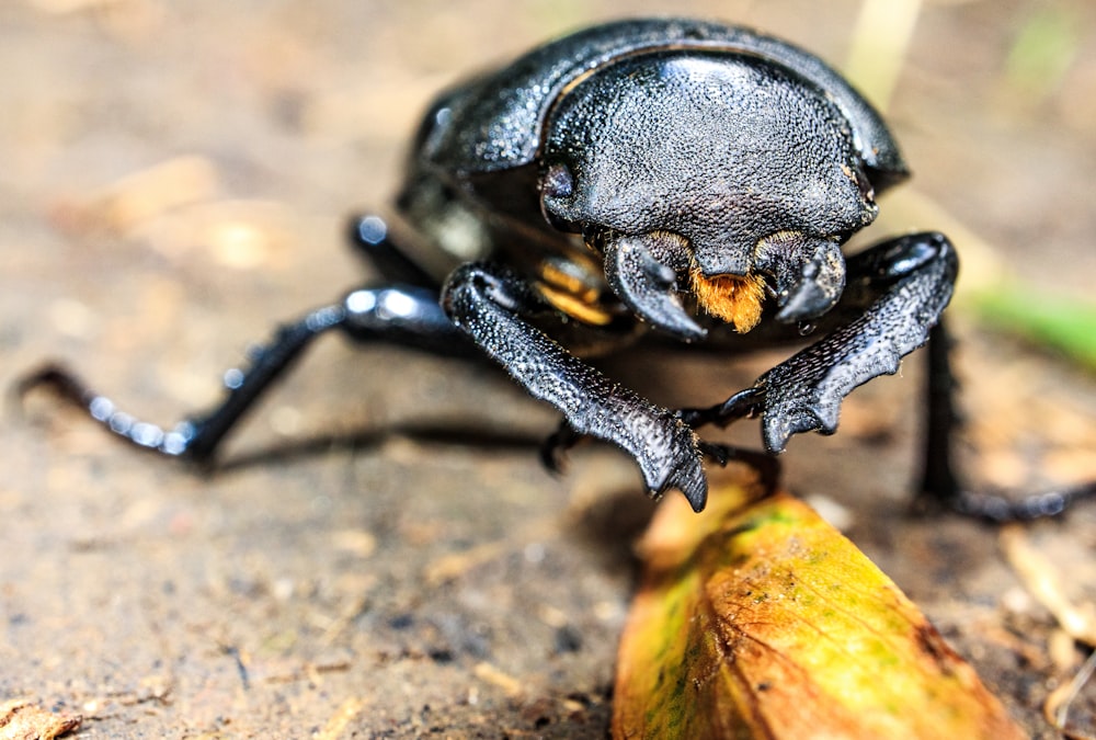 black beetle on brown wooden surface
