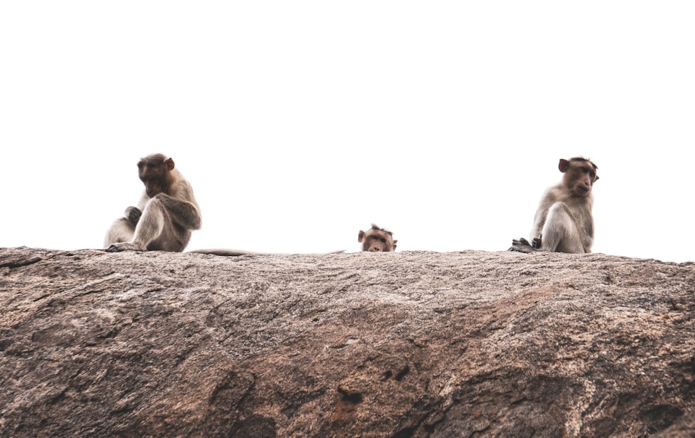 three brown monkeys on brown rock