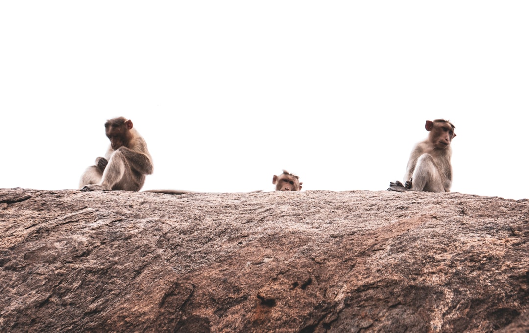 Wildlife photo spot Palacode Bengaluru