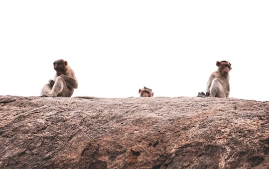 three brown monkeys on brown rock in Palacode India