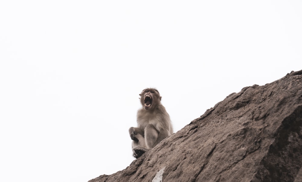 brown monkey sitting on brown rock during daytime