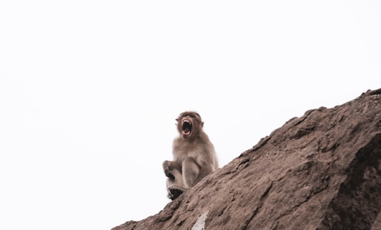 brown monkey sitting on brown rock during daytime in Palacode India