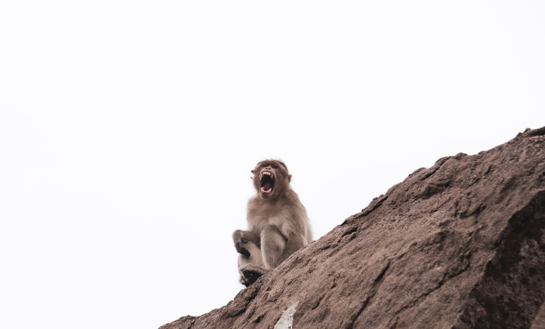 Wildlife photo spot Palacode Bengaluru