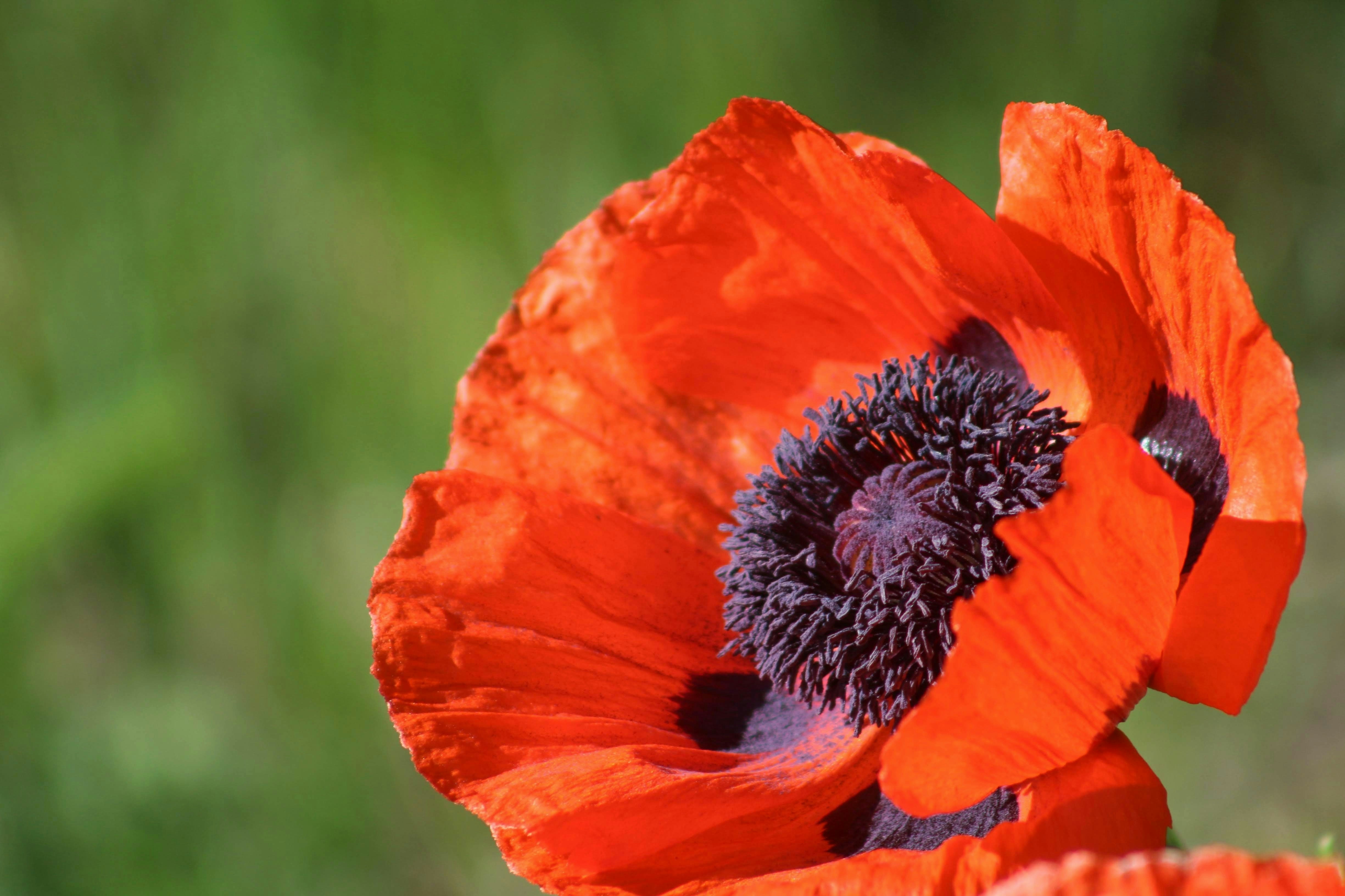 Photo by joshua_hoehne