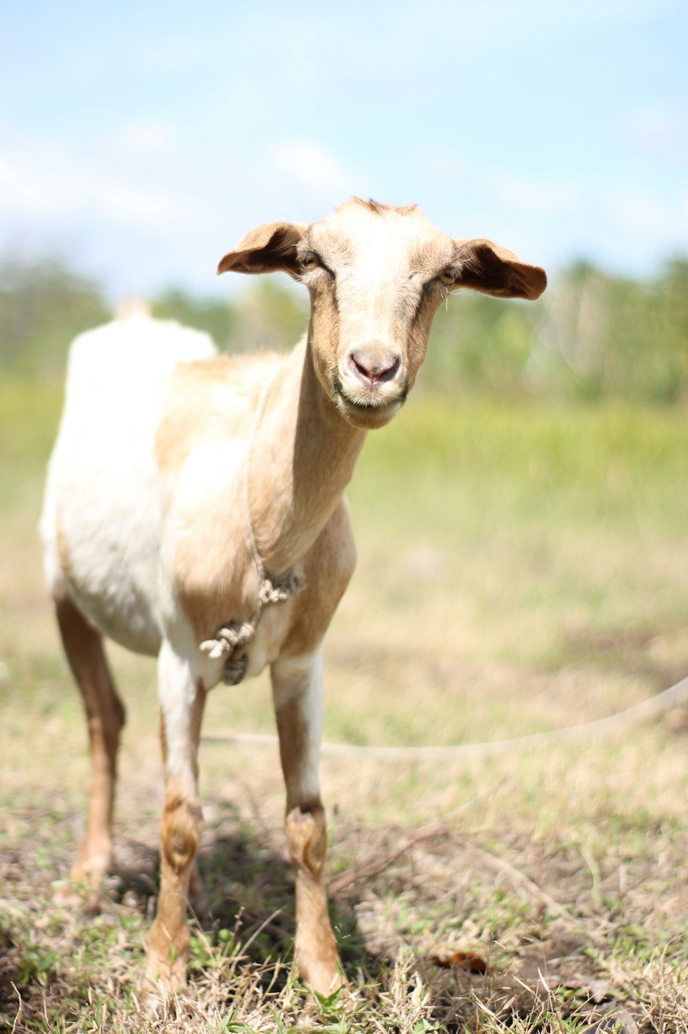 white and brown goat on brown grass field during daytime