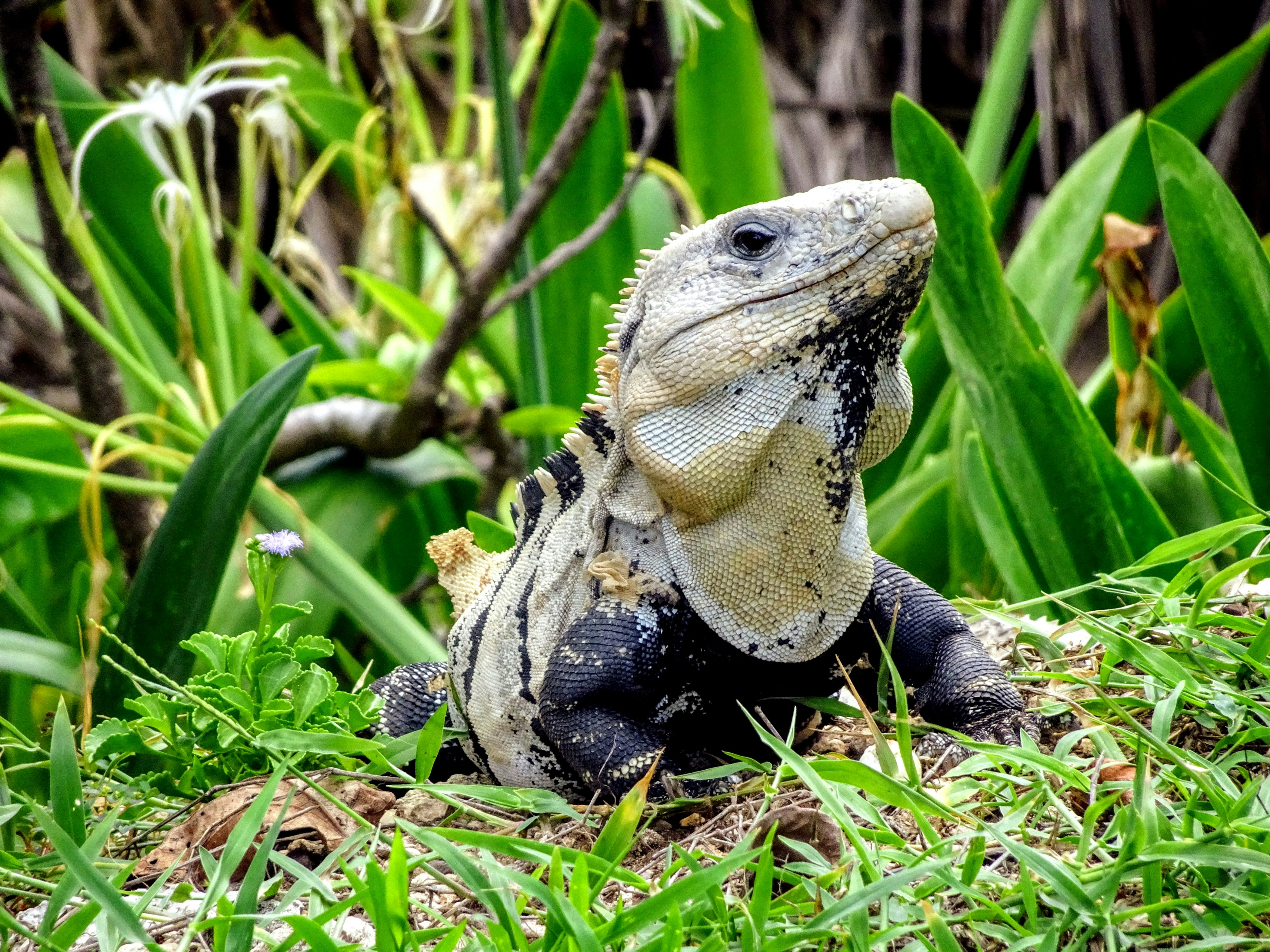 black and white bearded dragon on green grass during daytime