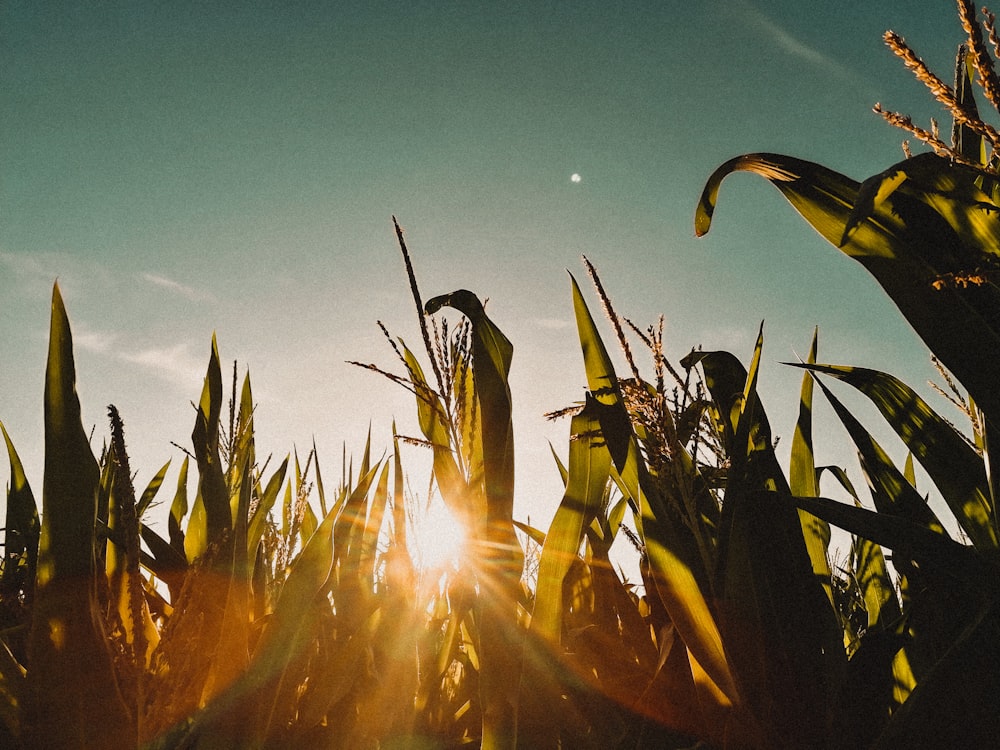 birds flying over the plants during sunset