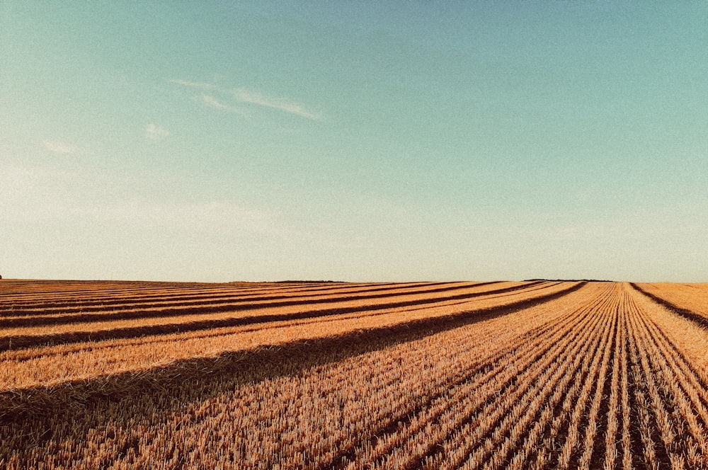 brown field under blue sky during daytime