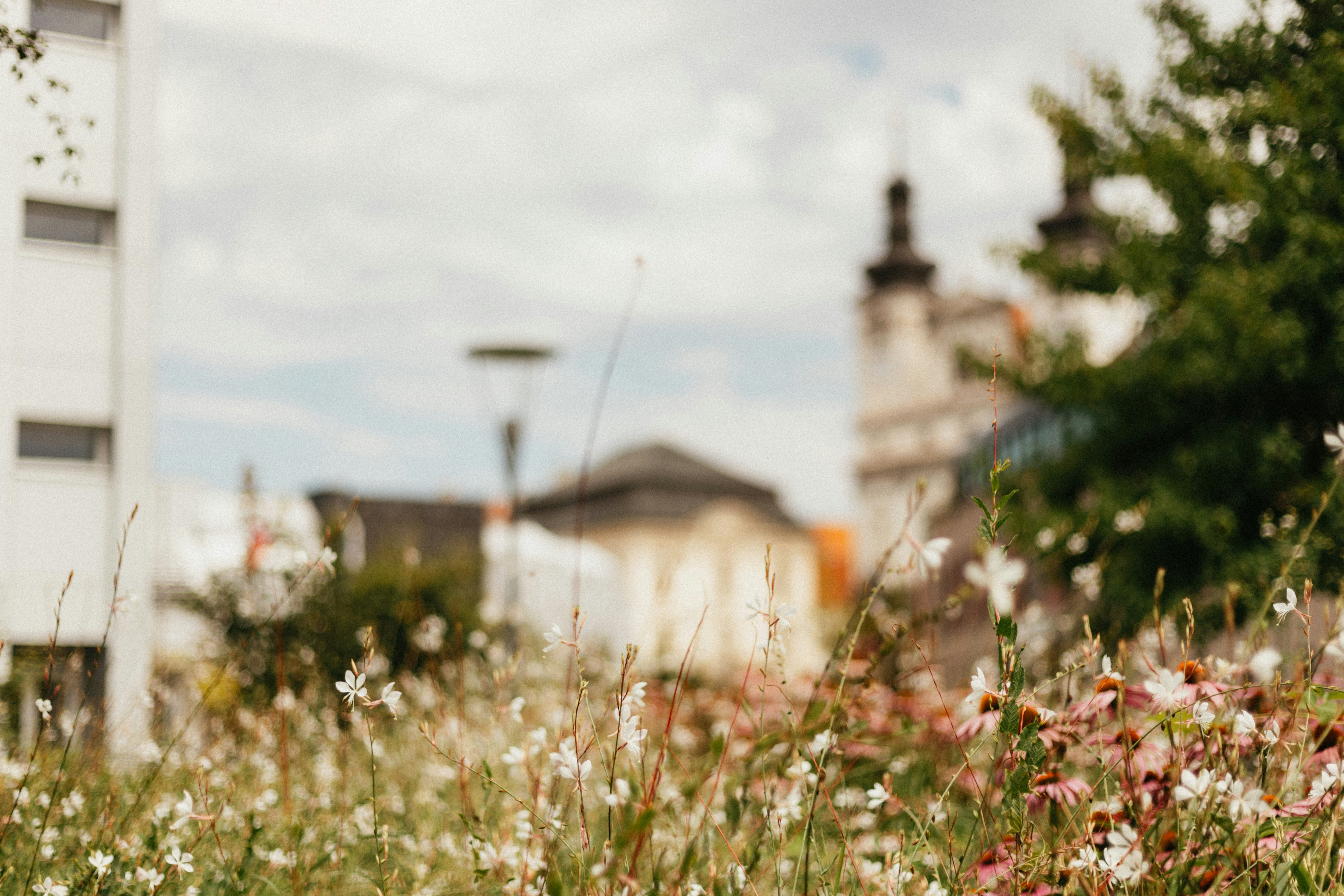 white and pink flowers in tilt shift lens