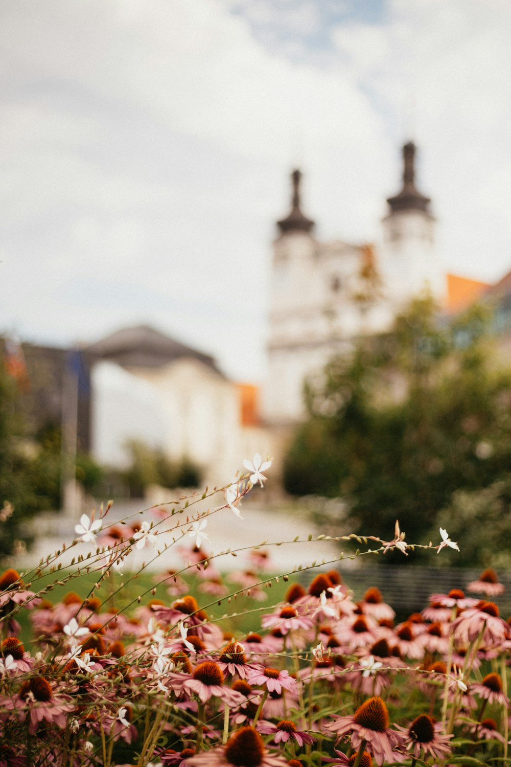 orange and white flower field near white concrete building during daytime