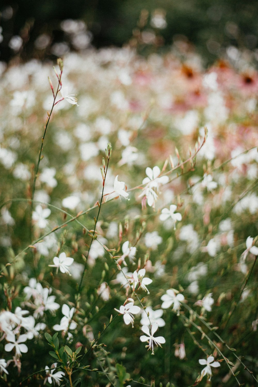 緑の葉に白い花